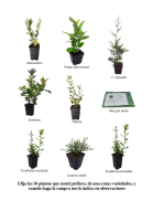 oferta 50 plantas de seto (15)